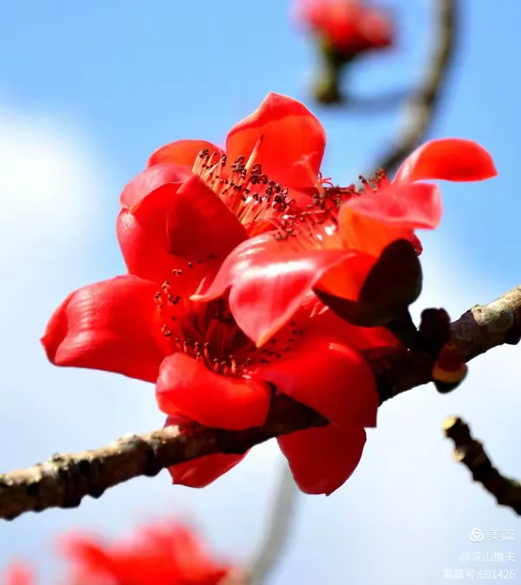 世俱杯官网-红红火火！亚洲盛事引发人们热议